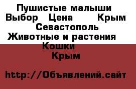 Пушистые малыши. Выбор › Цена ­ 1 - Крым, Севастополь Животные и растения » Кошки   . Крым